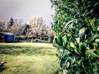 Trees in park