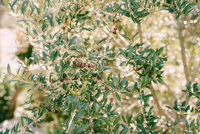 Close-up of fruit growing on tree