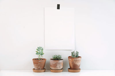 Potted plant against white wall