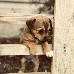 Portrait of dog on wood