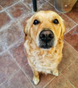 High angle portrait of dog sitting on tiled floor