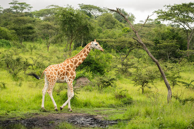 Giraffes on field