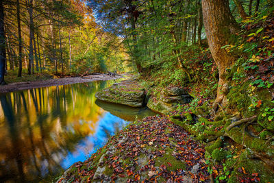 Plants growing by stream in forest during autumn