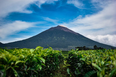 Scenic view of landscape against sky