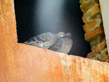 Close-up of bird perching outdoors
