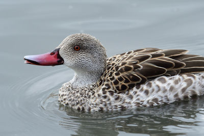 Close up of a cape teal in the water 