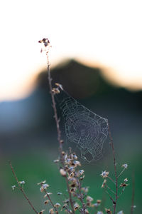 Close-up of spider web on plant