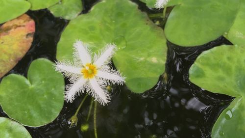 Close-up of lotus water lily in pond