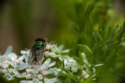 Close-up of insect on flower