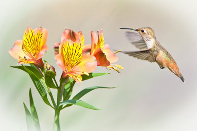 Close-up of butterfly pollinating on yellow flower