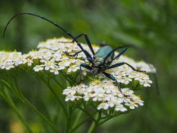 Close-up of butterfly pollinating flower