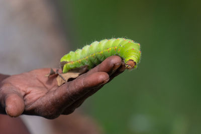 Close-up of green caterpiller onbhand