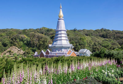 Purple flowering plants by building against clear sky