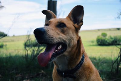 Close-up of dog on field against sky