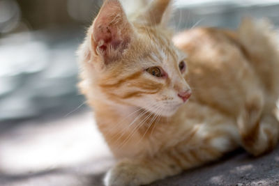 Close-up of cat sitting