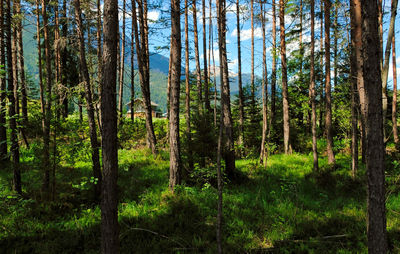 Pine trees in forest