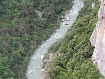 High angle view of river amidst trees in forest