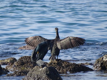 Mallard duck on rock by sea