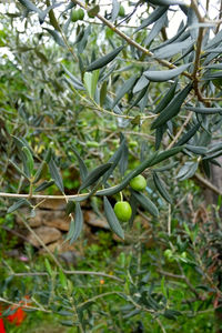 Close-up of fresh green plant