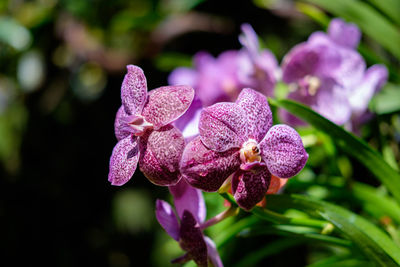 Close-up of purple iris blooming outdoors