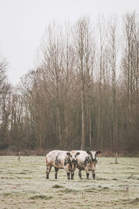 Horses in a field