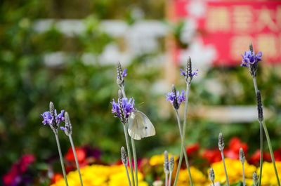 Close-up of purple flowering plants on field