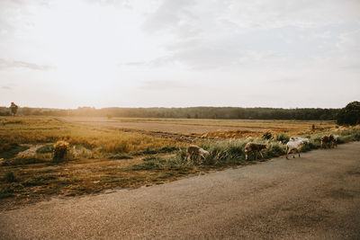 Scenic view of land against sky