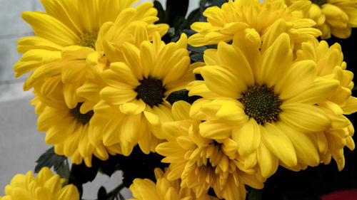 Close-up of bumblebee on yellow flowers