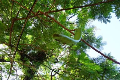 Low angle view of bird in a forest