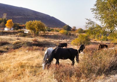 Horses on field against sky