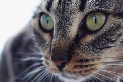 Close-up of cat