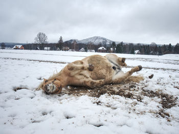 High angle view of animal on snow covered land