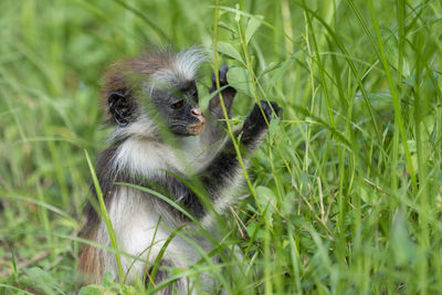 Monkey in a field