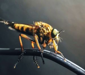 Close-up of insect