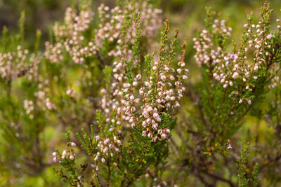 Close-up of plants