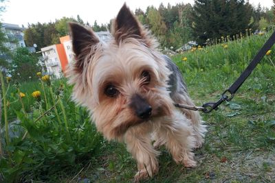 Portrait of dog on field