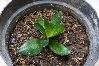 High angle view of potted plant