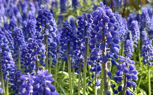 Close-up of purple gma ape hyacinths flowers on field