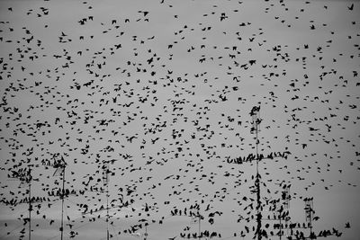 Flock of birds flying in the sky