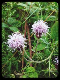 Close-up of purple flowers