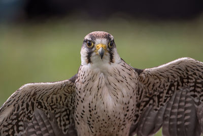 Close-up of bird