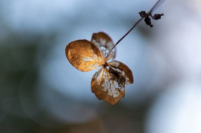 Close-up of dried plant