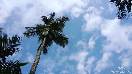 Low angle view of palm trees against cloudy sky