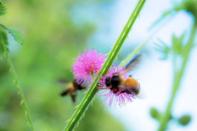 Close-up of bee on purple flower