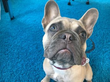 Close-up portrait of dog