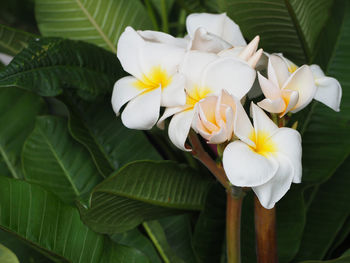 Close-up of frangipani blooming outdoors