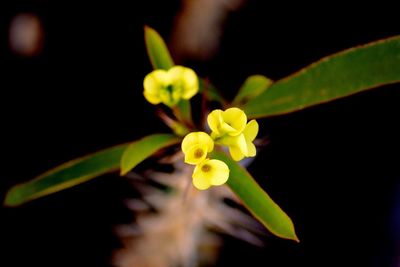 Close-up of yellow flowers blooming outdoors