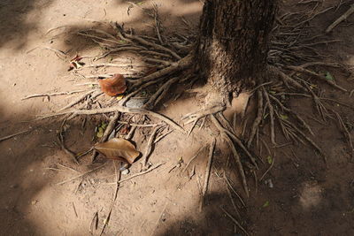 View of bird on tree trunk