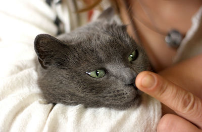 Close-up of cat with hands