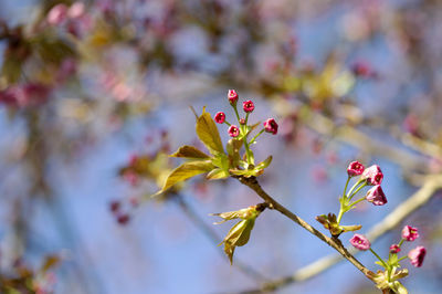 Close-up of flowering plant